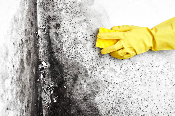 Best Black Mold Removal  in Hurley, WI