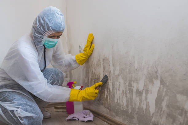 Best Mold Damage Repair  in Hurley, WI