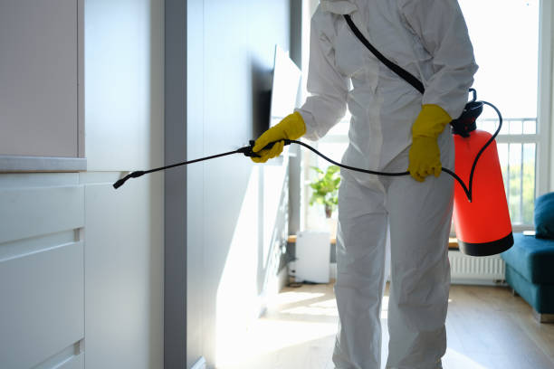 Best Attic Mold Removal  in Hurley, WI