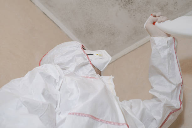 Best Fast Mold Removal  in Hurley, WI
