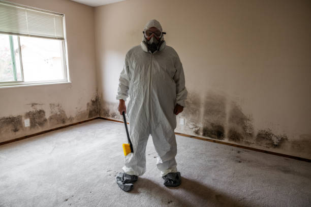 Best Toxic Mold Removal  in Hurley, WI