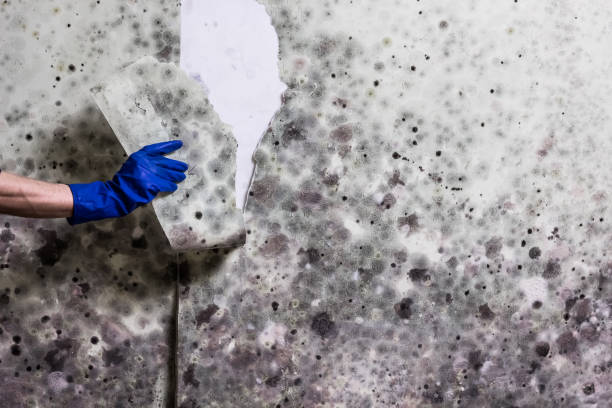 Best Mold Removal Near Me  in Hurley, WI