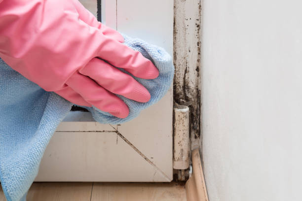 Crawl Space Mold Removal in Hurley, WI