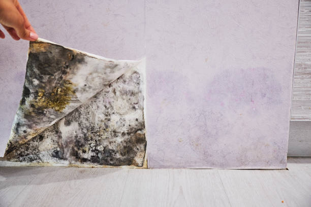 Best Emergency Mold Removal  in Hurley, WI